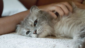 Մասնագետները պարզել են՝ կատուներին շոյելը վնասակար է առողջությանը
